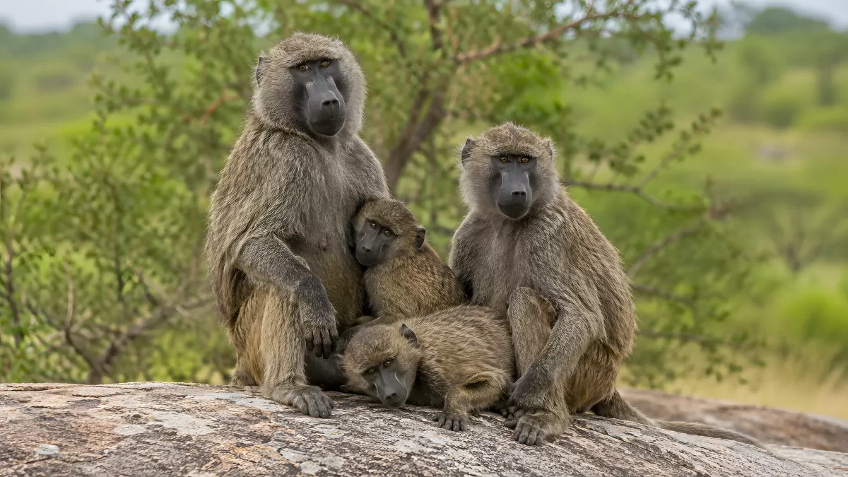 Pavian-Familie sitzt gemeinsam auf einem Felsen
