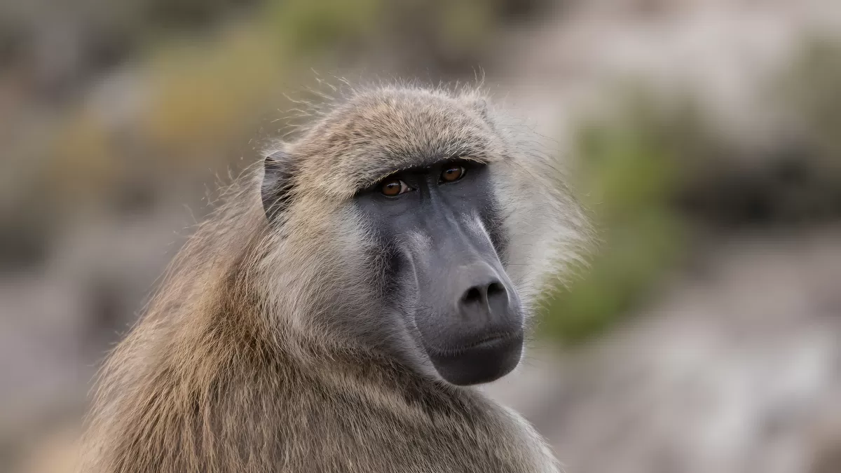 Pavian-Portrait in der Wildnis – Nahaufnahme