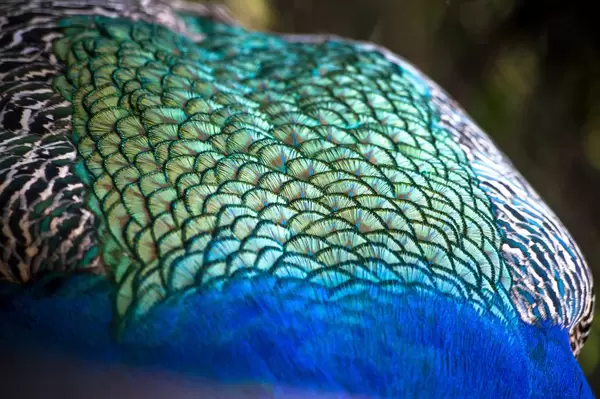 Peacock body feathers