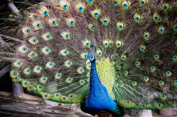 Peacock feather fan