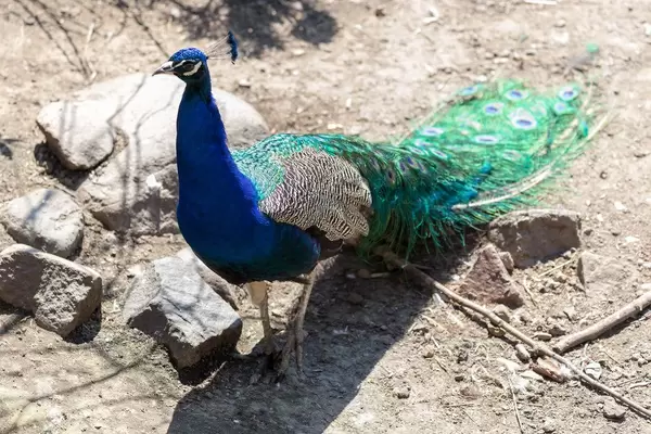 Peacock in Moscow zoo