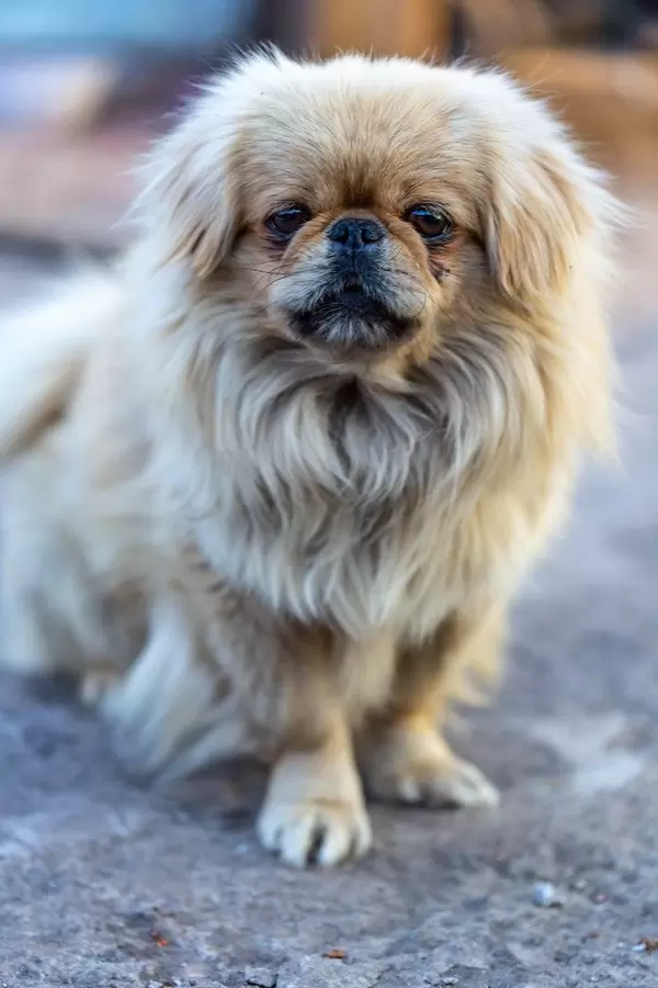 Pekingese dog sitting on the street