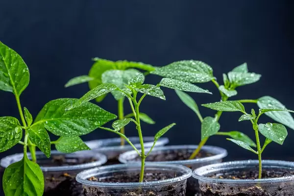 Pepper seedlings in plastic cups (Flip 2019)