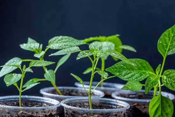 Pepper seedlings in plastic cups