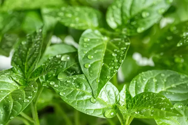 Pepper seedlings, young foliage of pepper, close up