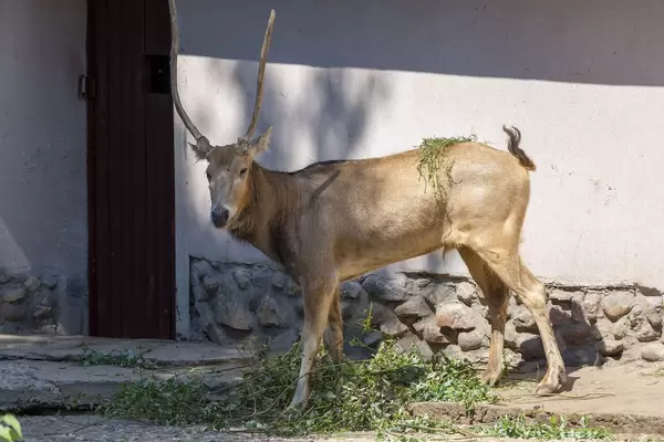 Pere David's deer - Elaphurus davidianus