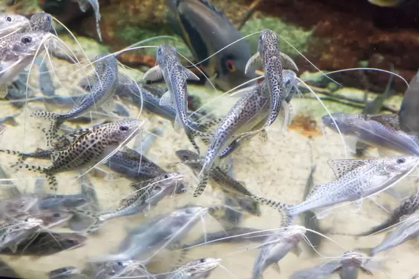 Perlhuhnwels (Synodontis angelica) im Shedd Aquarium
