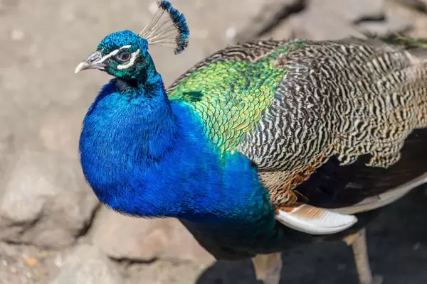Pfau im Moskauer Zoo