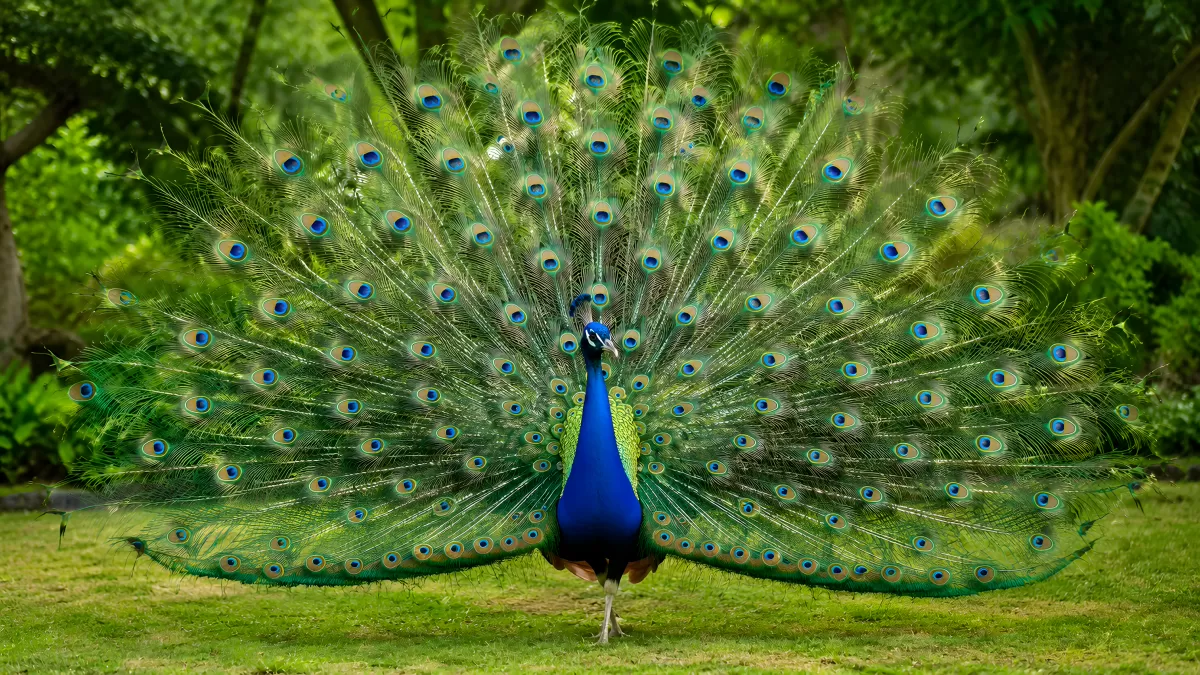 Pfau schlägt sein Rad in einem grünen Garten