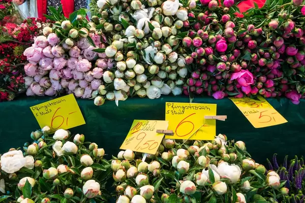 Pfingstrosen verschiedener Farben in einem Blumenladen