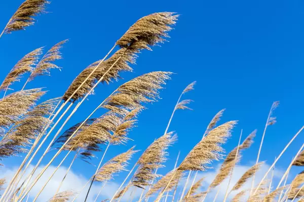 Pflanzen entlang eines Wasserkanals vor blauem Himmel