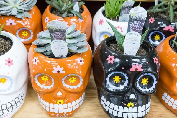 Pflanzentöpfe in Schädel-Form mit Saftpflanzen