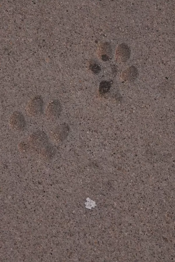 Pfotenabdrücke eines Hundes im Sand