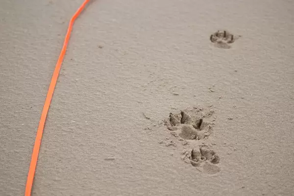 Pfotenabdrücke im Sand und eine orangefarbene Leine