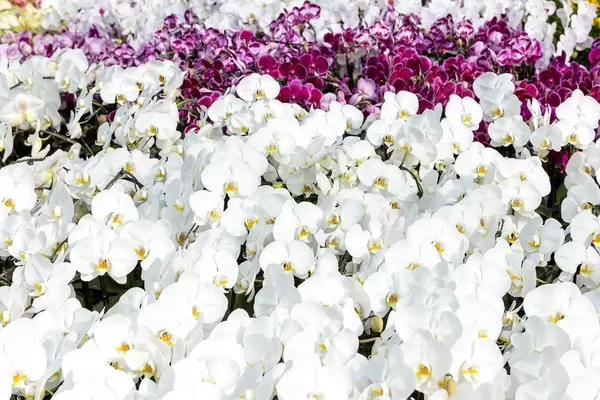 Phalaenopsis Luchia Lip