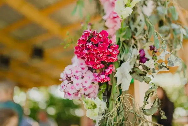 Phlox CloseUp Garden Prty Decor