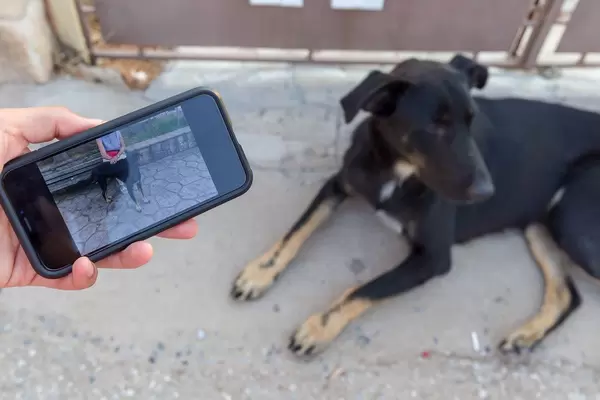 Photo of a woman petting a street dog and a street dog in the baackground