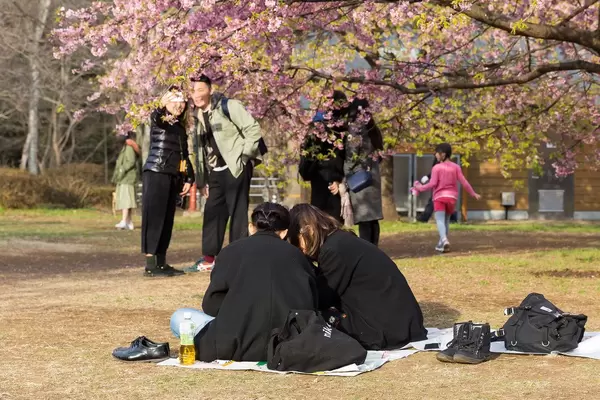 Picnic under Cherry Blossom in Yoyogi Park Tokyo