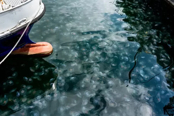 Picture of a sea crowded with jellyfish next to the ship at Kiel’s port