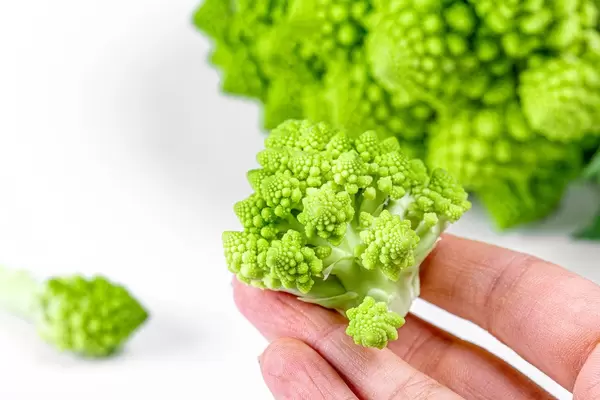 Piece of fresh Romanesco green cabbage in a hand close-up (Flip 2020)