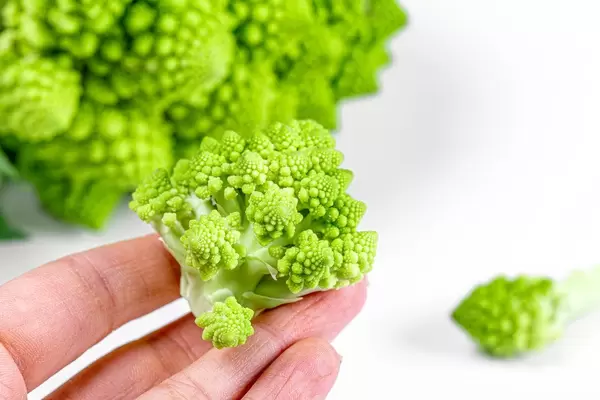 Piece of fresh Romanesco green cabbage in a hand close-up