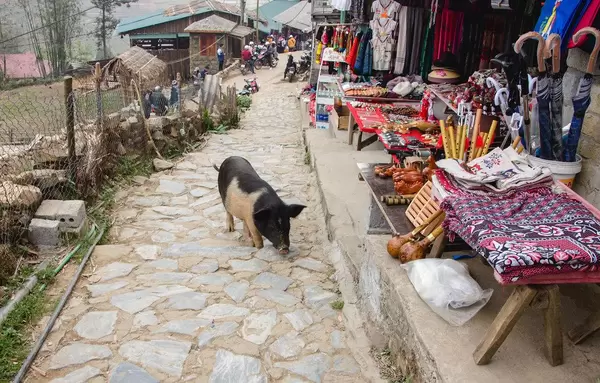 pig on the road at the market  (Flip 2019)