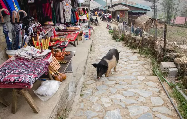 pig on the road at the market