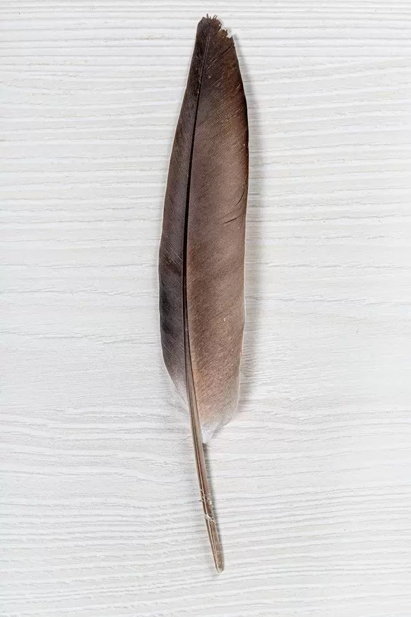 Pigeon feather on white wooden background (Flip 2019)