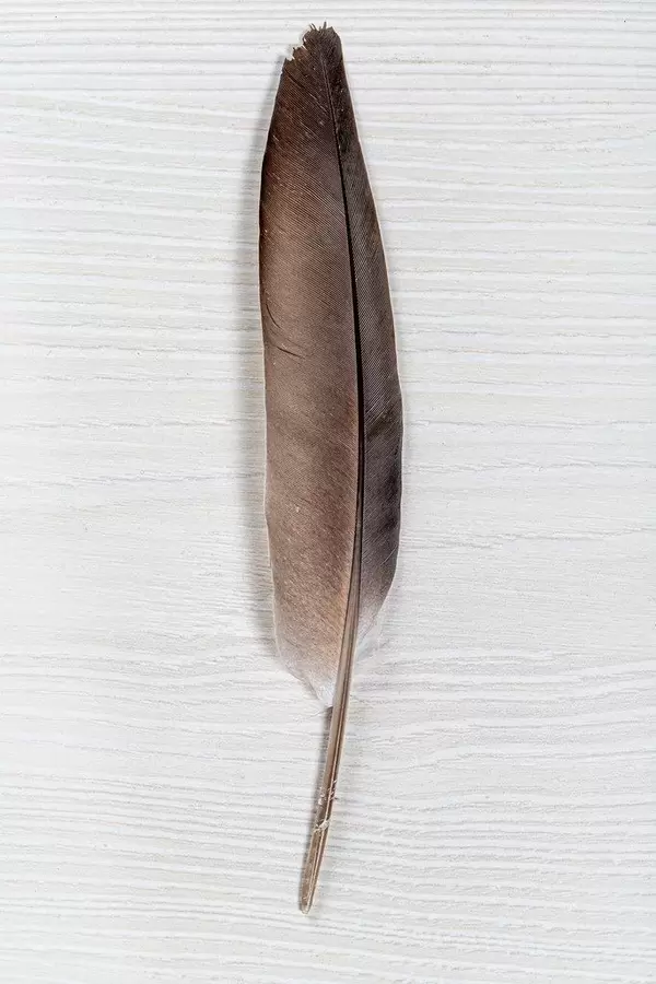 Pigeon feather on white wooden background