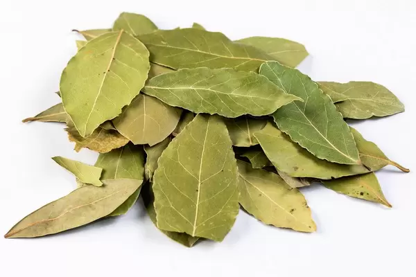 Pile of Dried Baf Leafs on the white background (Flip 2019)
