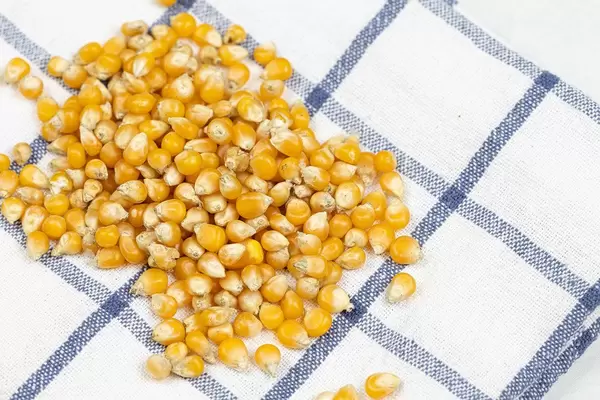 Pile of Raw corn for Popcorns