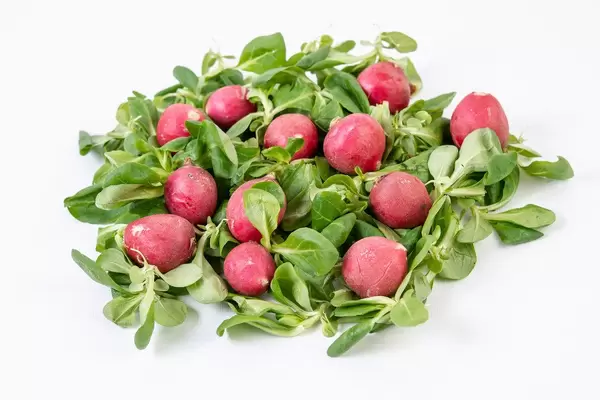 Pile of Red Radishes on the Baby Spinach (Flip 2019)