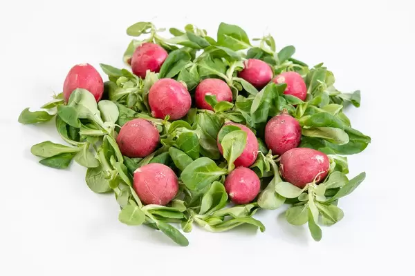 Pile of Red Radishes on the Baby Spinach