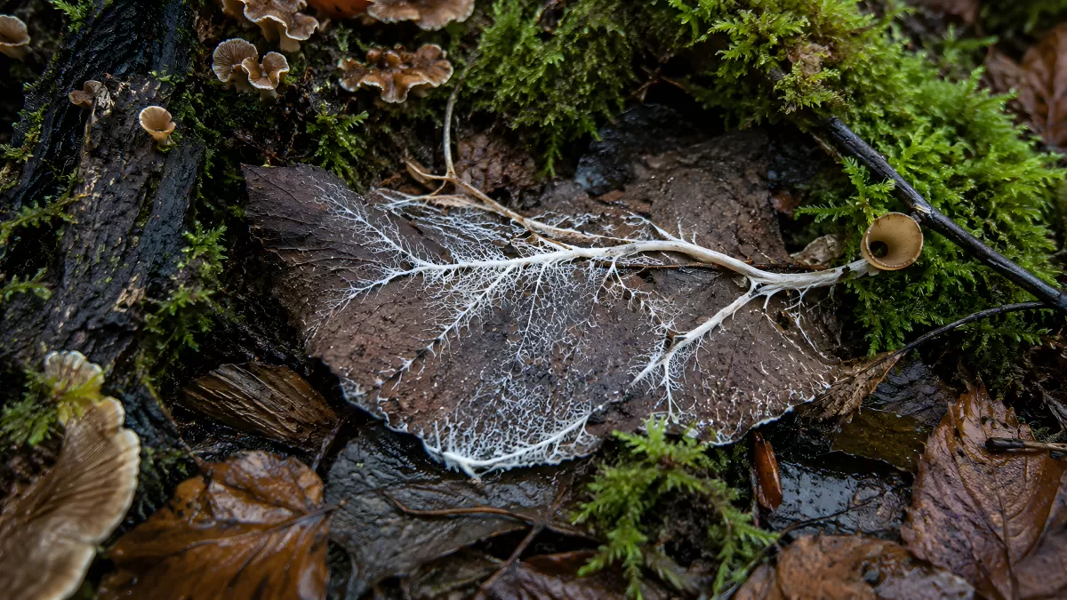 Pilzmyzel auf verwesendem Blatt im Herbstwald