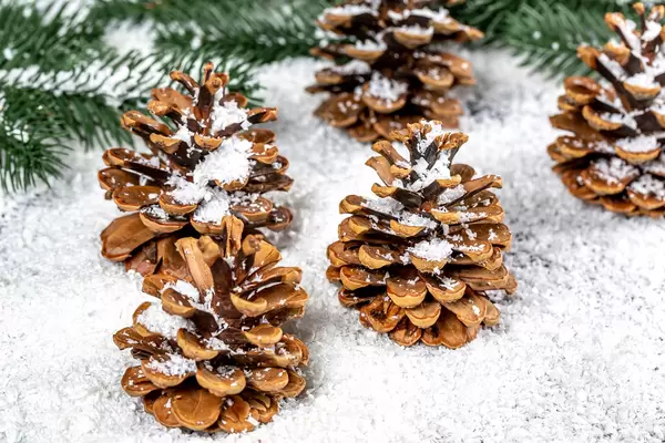 Pine cones with snow and tree branches