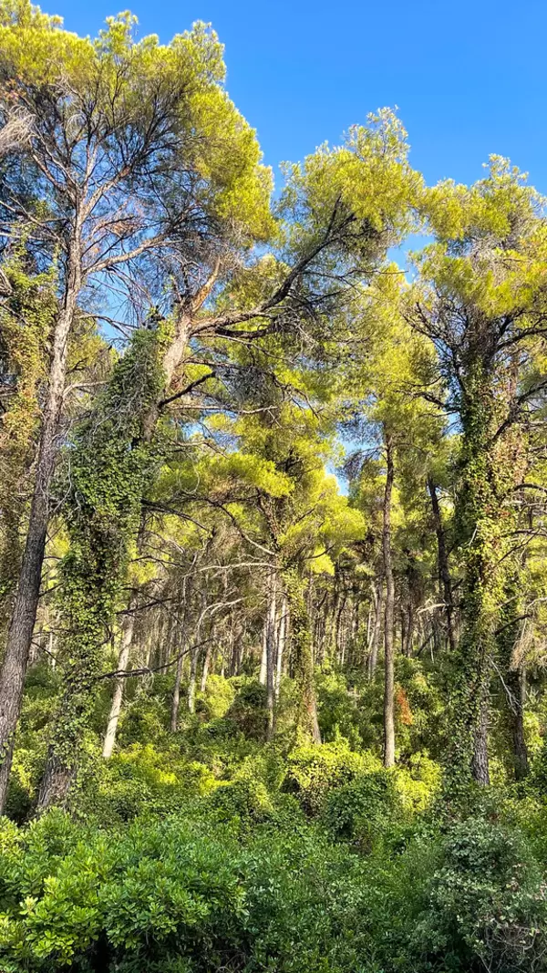 Pine tree-covered hills along the road leading to Milia beach on Skopelos, Greece