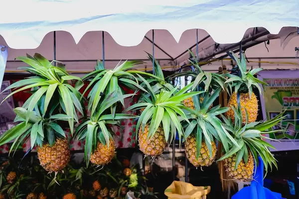 Pineapples hanged for display at a local fruit stand (Flip 2019)