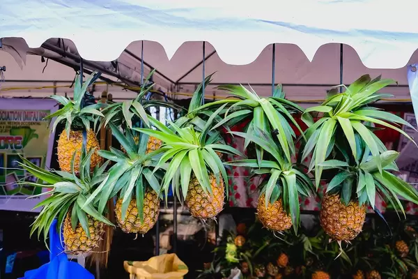 Pineapples hanged for display at a local fruit stand