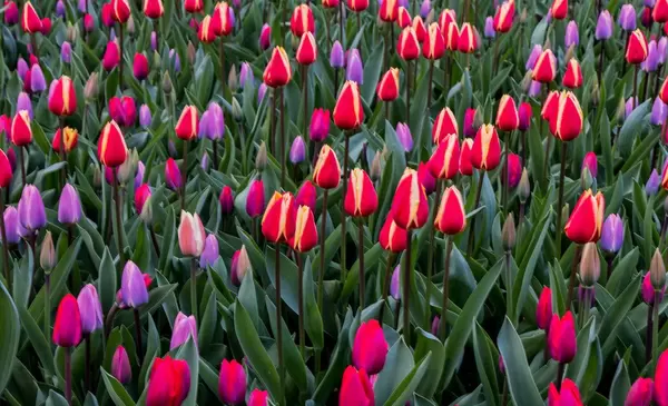Pink and purple tulips in Keukenhof garden in Amsterdam