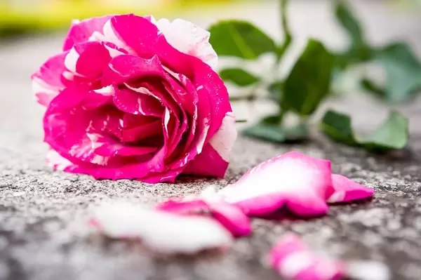 Pink and white rose on the floor
