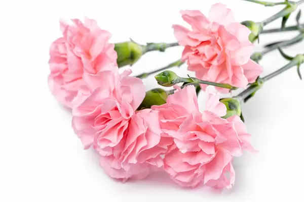 Pink carnation flowers on white, close-up