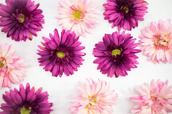 Pink flowers spread out on a white surface (Flip 2019)