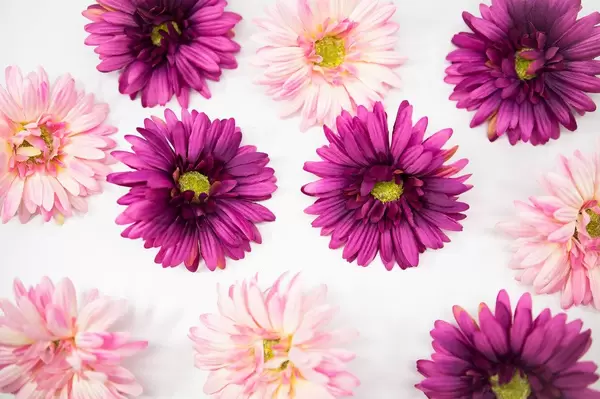 Pink flowers spread out on a white surface