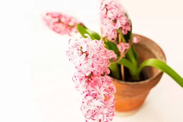 Pink hyacinth flower in ceramic pot on white background (Flip 2019)