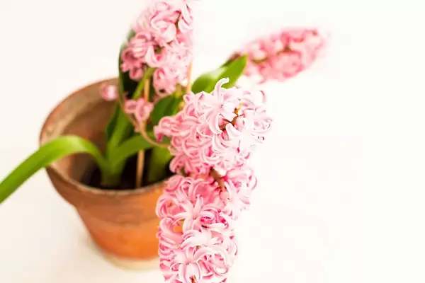 Pink hyacinth flower in ceramic pot on white background