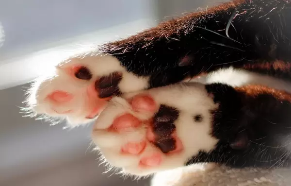 Pink Paws Close-Up