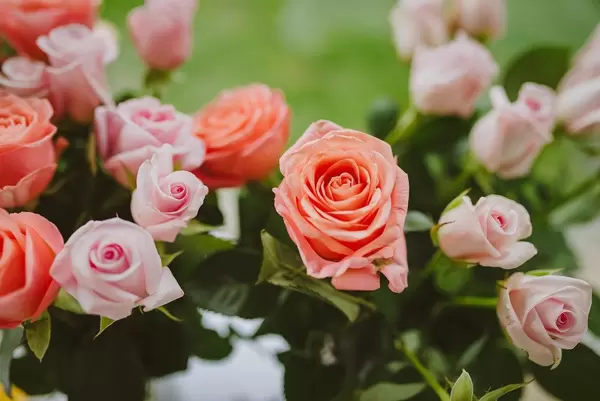 Pink Roses Close Up (Flip 2019)