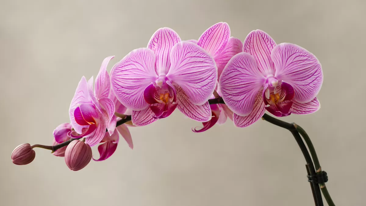 Pinke Phalaenopsis-Orchidee mit lila Streifenmuster