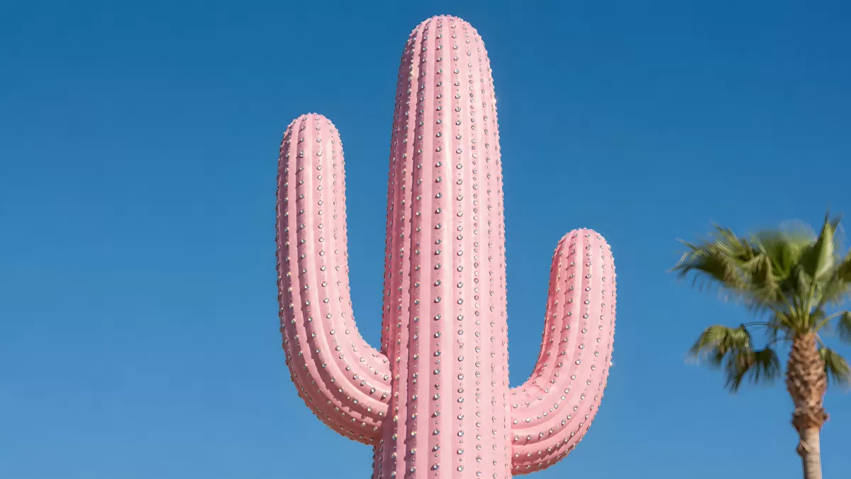 Pinker Saguaro-Kaktus vor strahlend blauem Himmel