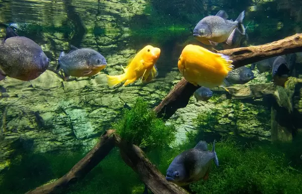 Piranha and Yellow Puffer fishes in Tropicarium Budapest